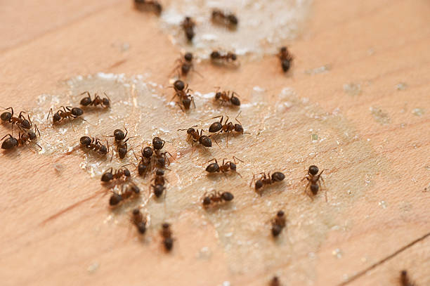 Best Pest Prevention Services  in Snellville, GA